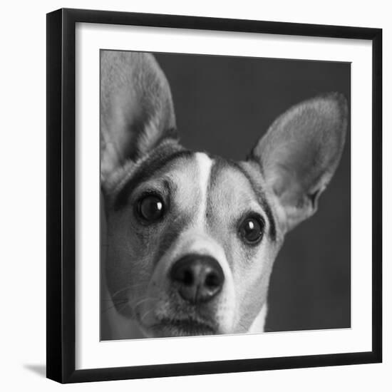 Portrait of a Jack Russell Terrier Dog-Panoramic Images-Framed Photographic Print