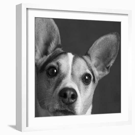 Portrait of a Jack Russell Terrier Dog-Panoramic Images-Framed Photographic Print