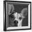 Portrait of a Jack Russell Terrier Dog-Panoramic Images-Framed Photographic Print