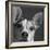 Portrait of a Jack Russell Terrier Dog-Panoramic Images-Framed Photographic Print