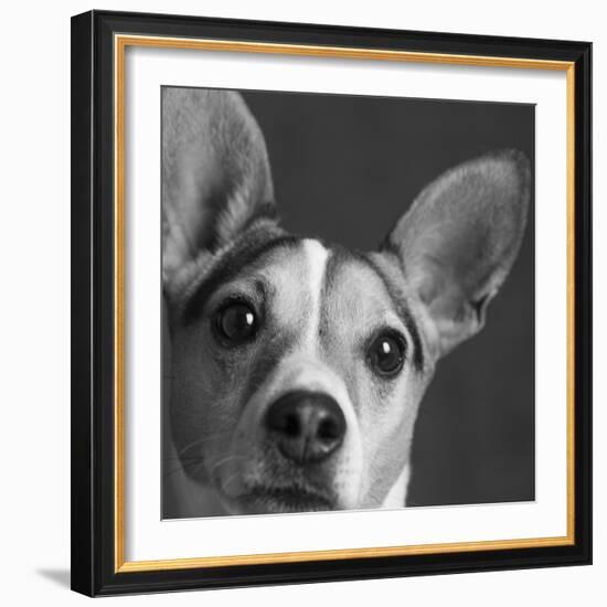 Portrait of a Jack Russell Terrier Dog-Panoramic Images-Framed Photographic Print