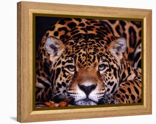 Portrait of a Jaguar, Brazil-Mark Newman-Framed Premier Image Canvas