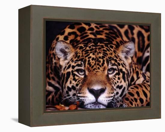 Portrait of a Jaguar, Brazil-Mark Newman-Framed Premier Image Canvas