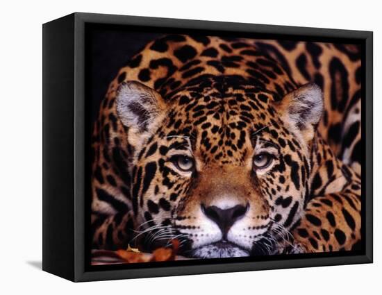 Portrait of a Jaguar, Brazil-Mark Newman-Framed Premier Image Canvas