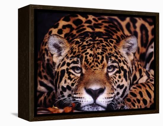 Portrait of a Jaguar, Brazil-Mark Newman-Framed Premier Image Canvas