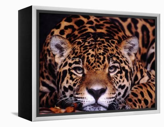 Portrait of a Jaguar, Brazil-Mark Newman-Framed Premier Image Canvas