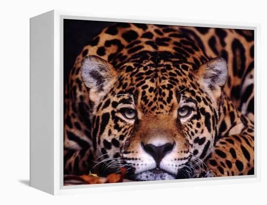 Portrait of a Jaguar, Brazil-Mark Newman-Framed Premier Image Canvas