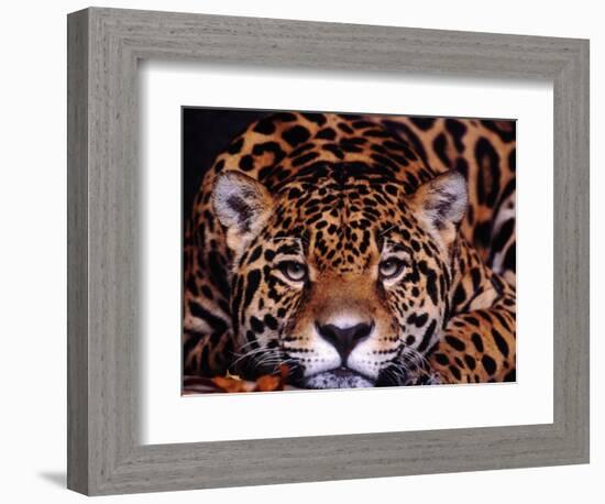 Portrait of a Jaguar, Brazil-Mark Newman-Framed Photographic Print