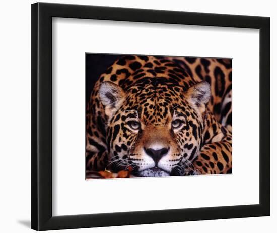 Portrait of a Jaguar, Brazil-Mark Newman-Framed Photographic Print