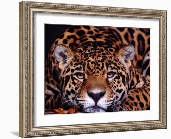 Portrait of a Jaguar, Brazil-Mark Newman-Framed Photographic Print