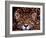 Portrait of a Jaguar, Brazil-Mark Newman-Framed Photographic Print