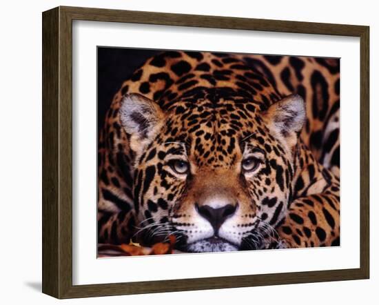 Portrait of a Jaguar, Brazil-Mark Newman-Framed Photographic Print