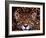 Portrait of a Jaguar, Brazil-Mark Newman-Framed Photographic Print