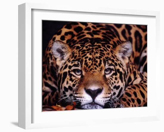 Portrait of a Jaguar, Brazil-Mark Newman-Framed Photographic Print