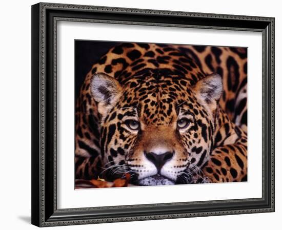 Portrait of a Jaguar, Brazil-Mark Newman-Framed Photographic Print