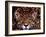 Portrait of a Jaguar, Brazil-Mark Newman-Framed Photographic Print