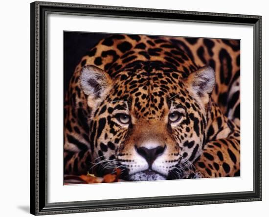 Portrait of a Jaguar, Brazil-Mark Newman-Framed Photographic Print