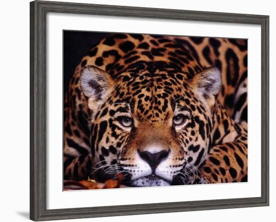 Portrait of a Jaguar, Brazil-Mark Newman-Framed Photographic Print