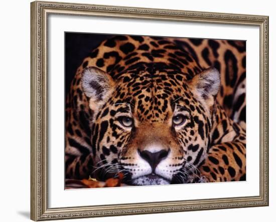 Portrait of a Jaguar, Brazil-Mark Newman-Framed Photographic Print