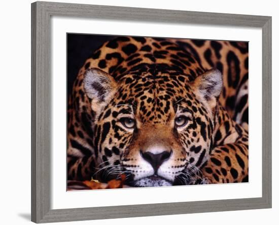 Portrait of a Jaguar, Brazil-Mark Newman-Framed Photographic Print