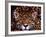 Portrait of a Jaguar, Brazil-Mark Newman-Framed Photographic Print