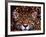 Portrait of a Jaguar, Brazil-Mark Newman-Framed Photographic Print