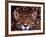 Portrait of a Jaguar, Brazil-Mark Newman-Framed Photographic Print