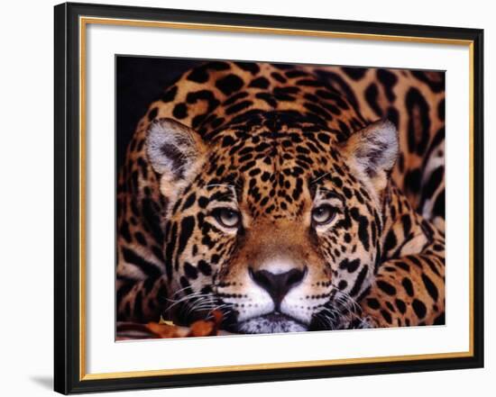 Portrait of a Jaguar, Brazil-Mark Newman-Framed Photographic Print