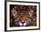 Portrait of a Jaguar, Brazil-Mark Newman-Framed Photographic Print