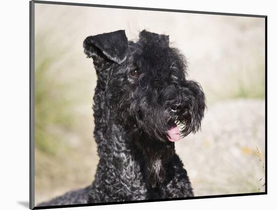 Portrait of a Kerry Blue Terrier-Zandria Muench Beraldo-Mounted Photographic Print