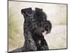 Portrait of a Kerry Blue Terrier-Zandria Muench Beraldo-Mounted Photographic Print