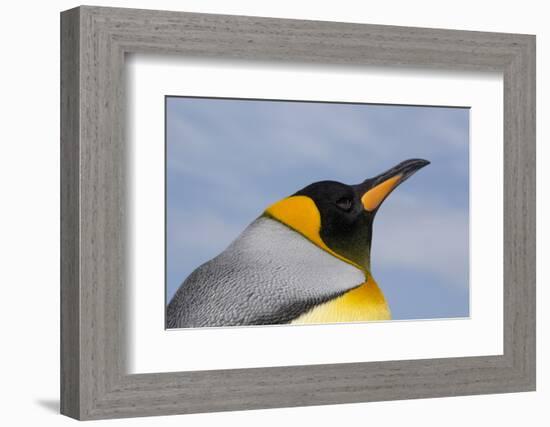 Portrait of a King penguin, Aptenodytes patagonica.-Sergio Pitamitz-Framed Photographic Print