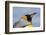 Portrait of a King penguin, Aptenodytes patagonica.-Sergio Pitamitz-Framed Photographic Print