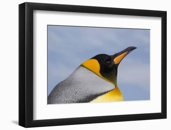 Portrait of a King penguin, Aptenodytes patagonica.-Sergio Pitamitz-Framed Photographic Print