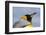 Portrait of a King penguin, Aptenodytes patagonica.-Sergio Pitamitz-Framed Photographic Print