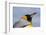 Portrait of a King penguin, Aptenodytes patagonica.-Sergio Pitamitz-Framed Photographic Print