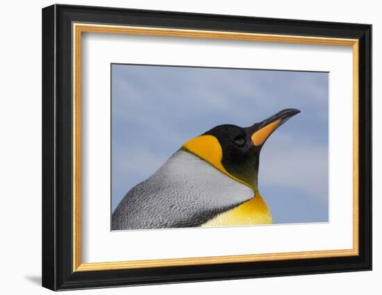 Portrait of a King penguin, Aptenodytes patagonica.-Sergio Pitamitz-Framed Photographic Print