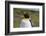 Portrait of a King penguin, Aptenodytes patagonica.-Sergio Pitamitz-Framed Photographic Print