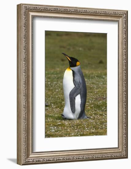 Portrait of a King penguin, Aptenodytes patagonica.-Sergio Pitamitz-Framed Photographic Print