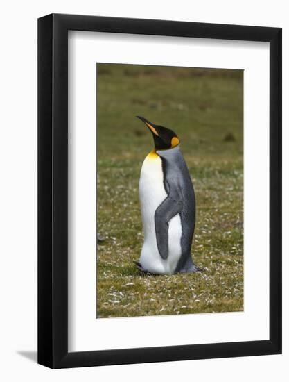 Portrait of a King penguin, Aptenodytes patagonica.-Sergio Pitamitz-Framed Photographic Print