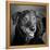 Portrait of a Labrador Golden Mixed Dog-null-Framed Premier Image Canvas