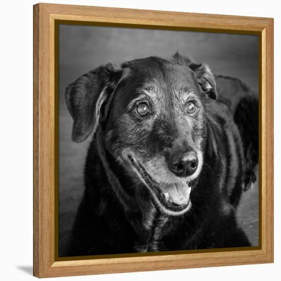 Portrait of a Labrador Golden Mixed Dog-null-Framed Premier Image Canvas