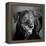 Portrait of a Labrador Golden Mixed Dog-null-Framed Premier Image Canvas