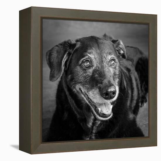 Portrait of a Labrador Golden Mixed Dog-null-Framed Premier Image Canvas