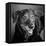 Portrait of a Labrador Golden Mixed Dog-null-Framed Premier Image Canvas