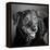 Portrait of a Labrador Golden Mixed Dog-null-Framed Premier Image Canvas