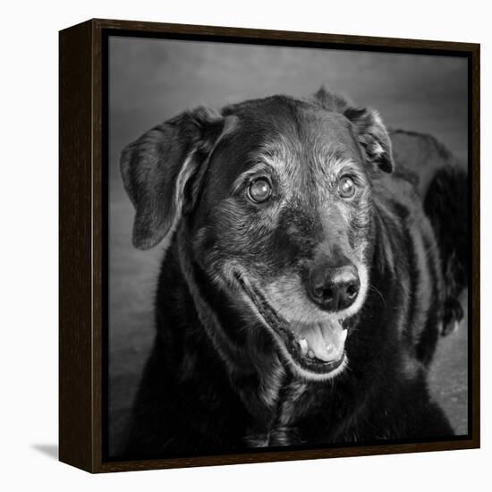 Portrait of a Labrador Golden Mixed Dog-null-Framed Premier Image Canvas