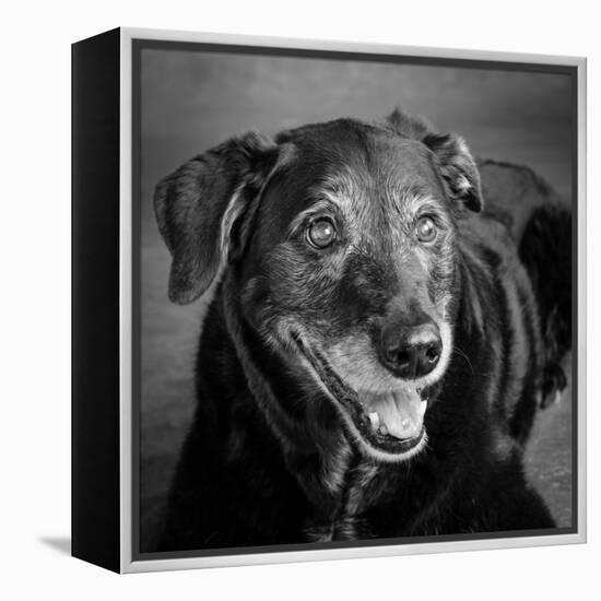 Portrait of a Labrador Golden Mixed Dog-null-Framed Premier Image Canvas