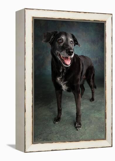 Portrait of a Labrador Golden Mixed Dog-null-Framed Premier Image Canvas