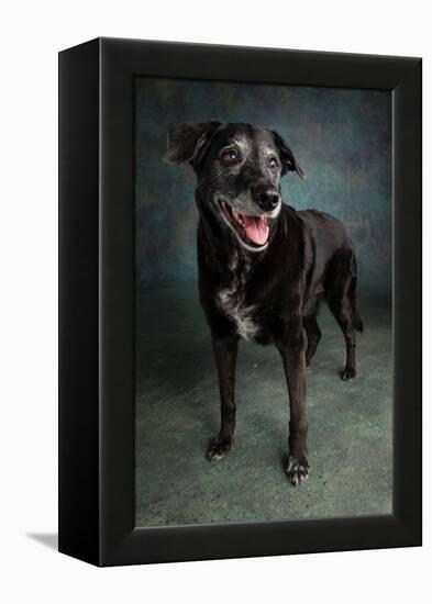 Portrait of a Labrador Golden Mixed Dog-null-Framed Premier Image Canvas